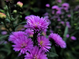 flower Aster purple