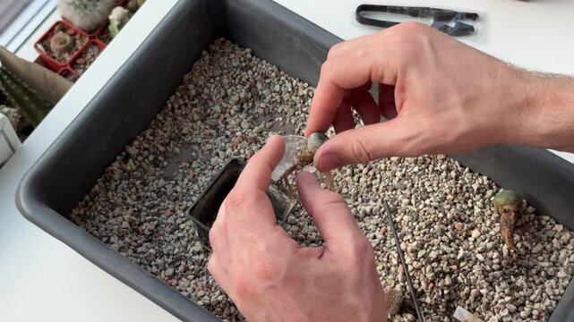 replanting peyote cactus into a pot with soil