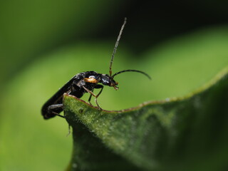 Escarabajo soldado probablemente del género Cantharis