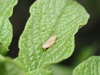 Philaenus spumarius, comúnmente conocido como cigarra espumadora