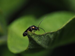Escarabajo soldado probablemente del género Cantharis