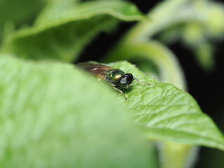 Mosca soldado de la familia Stratiomyidae, probablemente una Chloromyia formosa