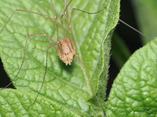 Opilión, específicamente una especie como el Phalangium opilio, también conocido como segador o araña patona