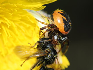 Araña Napoleón (Synema globosum), una araña cangrejo de la familia Thomisidae