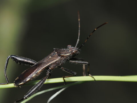 chinche de la familia Alydidae, tambi&eacute;n conocidas como chinches de patas anchas o chinches de las semillas