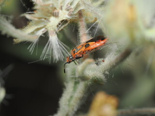 Chinche de la canela, cuyo nombre científico es Corizus hyoscyami. 