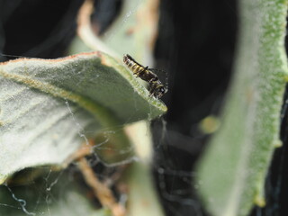 Trips, también conocido como tisanóptero. 