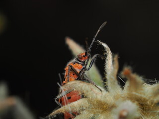 Chinche de la canela, cuyo nombre científico es Corizus hyoscyami. 