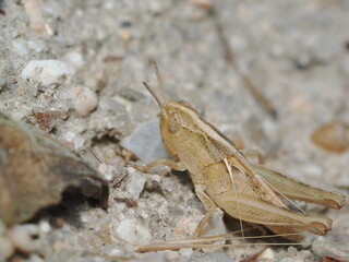 Chorthippus albomarginatus, también conocido como saltamontes menor de los pantanos. 