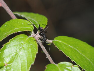 Camponotus japonicus, también conocida como hormiga carpintera japonesa. 