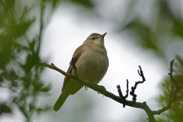 A bird on a hawthorn branch