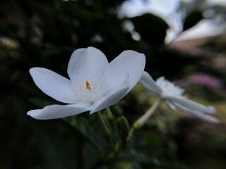 white spring flower