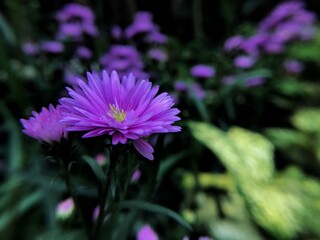 purple flower in the garden
