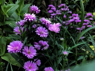 flowers in the garden