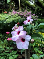 pink flowers in the garden