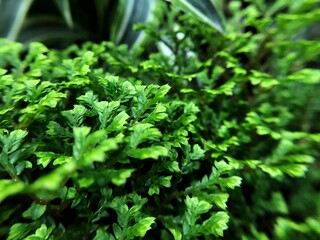 close up of parsley