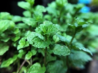 fresh mint leaves