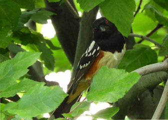   a colorful male spotted towhee perched in a crabapple tree in summer in broomfield, colorado   