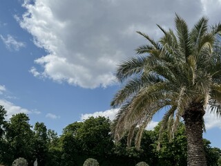 Amazing nature palm trees and blue sky. Summer vacation travel holiday background. Luxury travel...