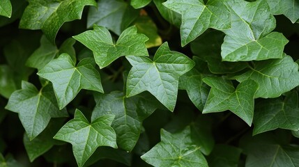 Close-up view of lush green ivy leaves.