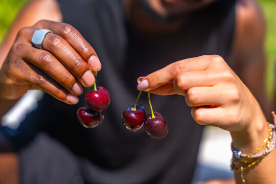 Farmers holding freshly picked cherries in orchard