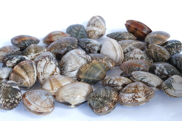 Clams on white background. Seafood.