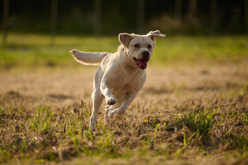 Junger heller Labrador beim Spielen und Rennen auf einem Stoppelfeld