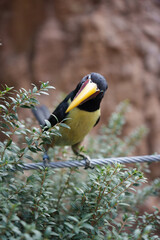 Yellow-browed Toucanet posado en un cuerda