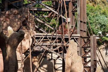 Borneo orangutans resting on structures made of concrete and metal beams © victor