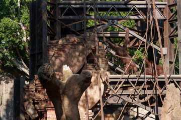 Borneo orangutans clinging to concrete and metal beams