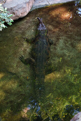 Crocodile on the bank of a swamp with its entire body except its head in the water