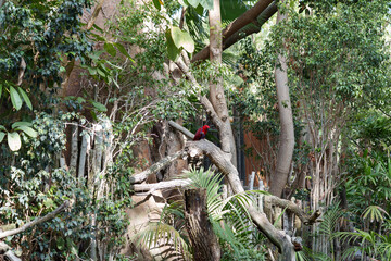 Eclectus parrot perched on a tree branch in the jungle