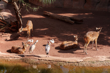 Marsh antelopes and storks coexisting peacefully in a natural setting beside a river.