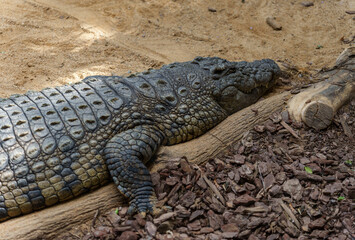 Close-up of an caiman resting on the sand.