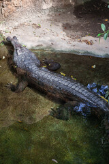 crocodile resting with half its body in the water on the bank of a river