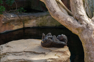 chimpanzee resting on top of a large rock by a lake