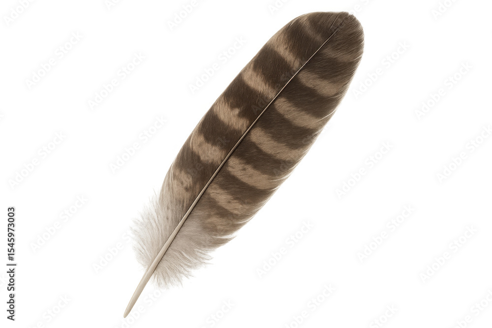 Poster detailed feather with intricate patterns, creating a sense of lightness and fragility on a transpare
