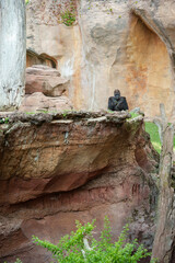 gorilla resting at the zoo
