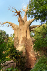 Huge baobab tree surrounded by vegetation and other trees