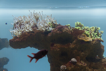 coral reef in the sea with a fish in the foreground out of focus