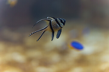 Banggai cardinalfish swimming at the bottom of the sea
