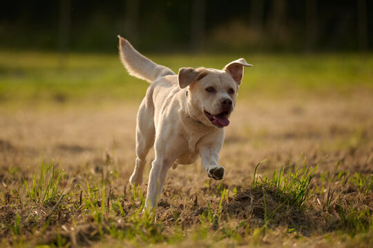 Junger heller Labrador beim Spielen und Rennen auf einem Stoppelfeld