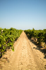 Naklejka premium rows of vineyards under the August sun