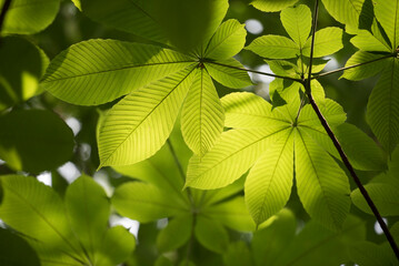 연둣빛 여름나무