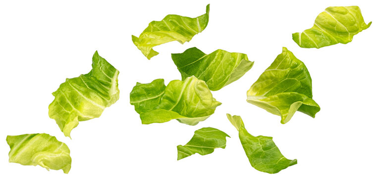 Falling chopped lettuce leaves isolated on white background