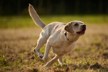 Junger heller Labrador beim Spielen und Rennen auf einem Stoppelfeld