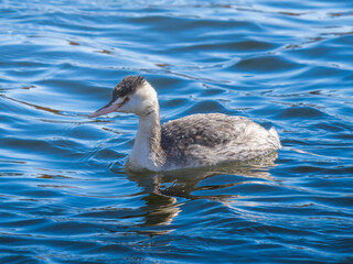池を泳ぐカンムリカイツブリ