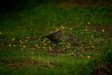 A blackbird searching for food from the ground on a rainy summer day.