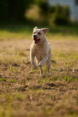 Junger heller Labrador beim Spielen und Rennen auf einem Stoppelfeld
