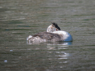 池を泳ぐカンムリカイツブリ